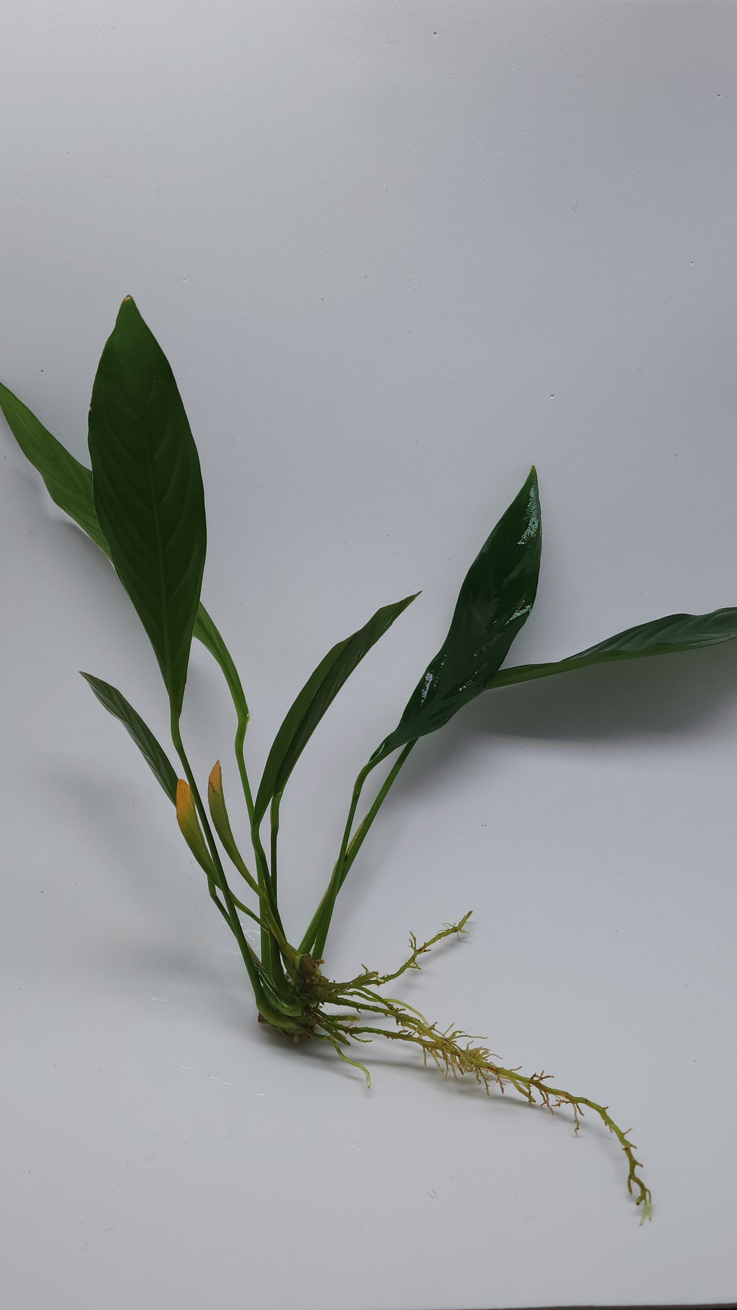 Anubias Barteri var Glabra (Lanceolata)