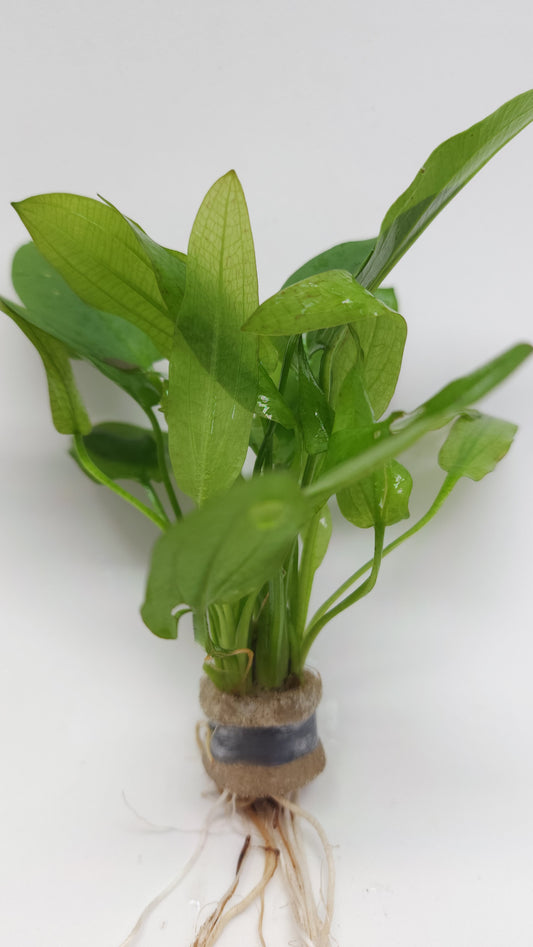 Echinodorus scaber