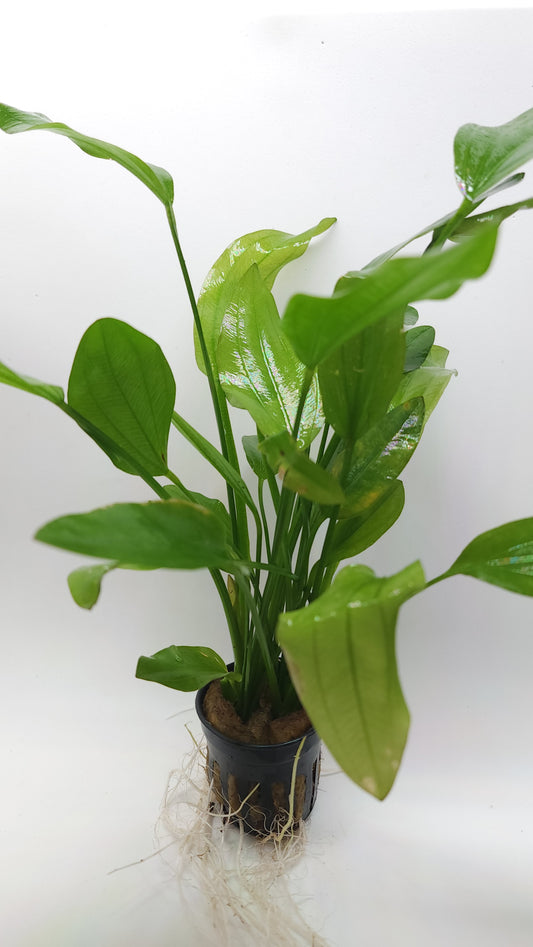 Echinodorus Argentinensis