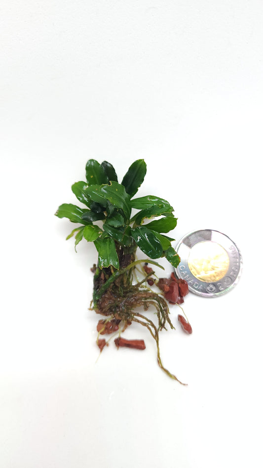 BUCEPHALANDRA SP. RAINBOW FROST
