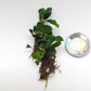 BUCEPHALANDRA SP. RAINBOW FROST