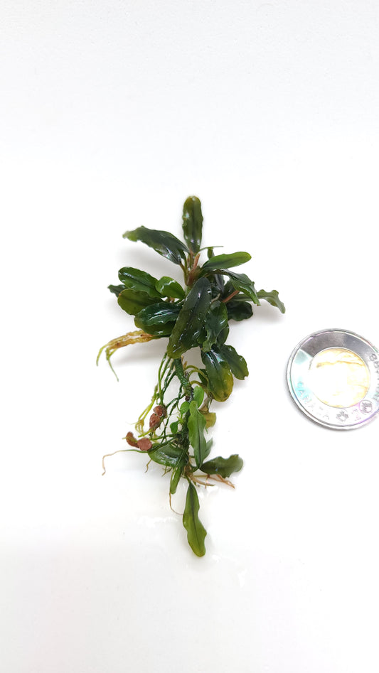 BUCEPHALANDRA SP. MINI BLACK