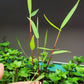 Poaceae sp purple bamboo