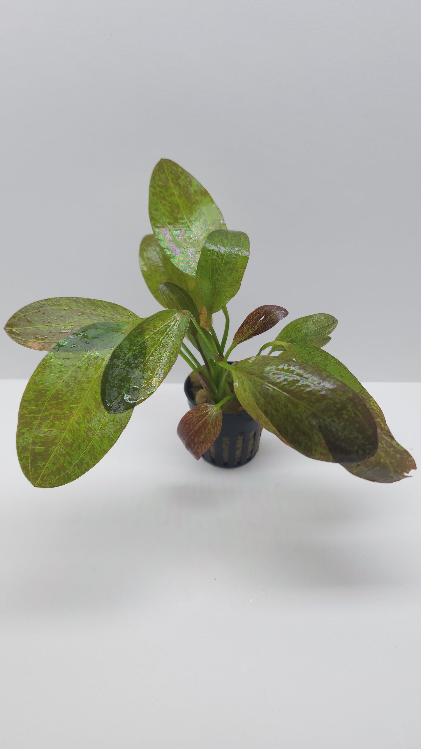 Echinodorus Red Flame
