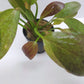 Echinodorus Red Flame