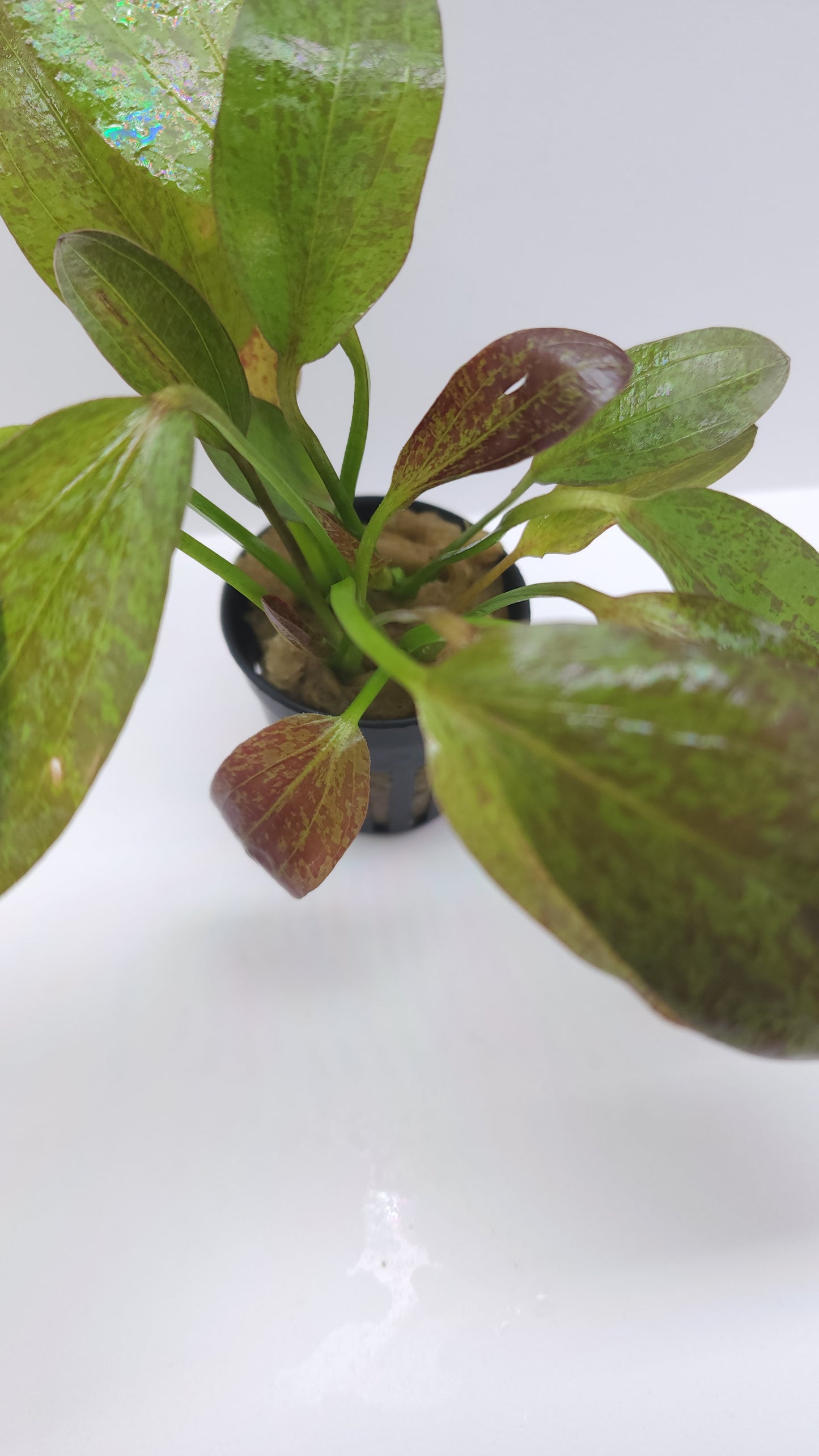 Echinodorus Red Flame