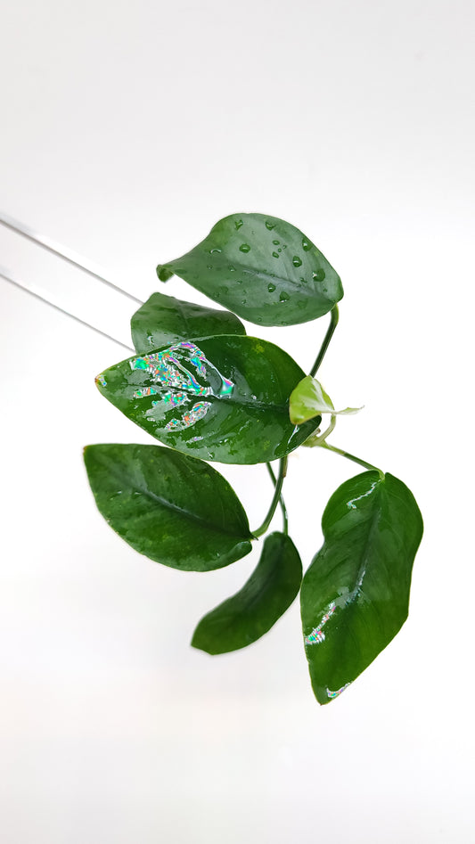 Anubias barteri var nana