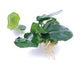 Anubias barteri var nana (fatty/thick leaf)