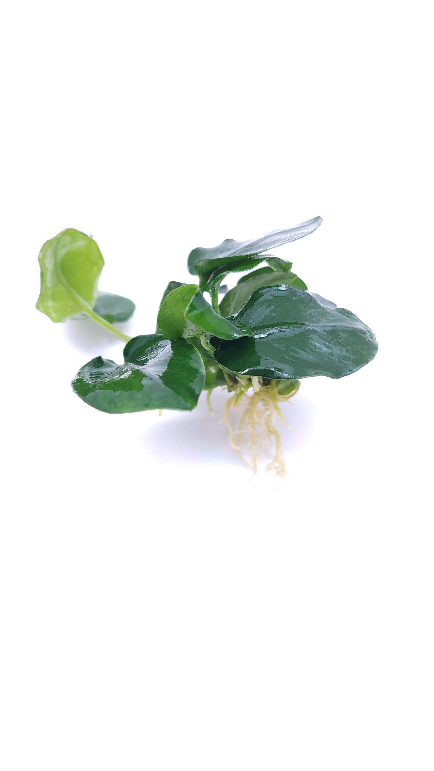 Anubias barteri var nana (fatty/thick leaf)