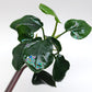 Anubias barteri var nana (fatty/thick leaf)