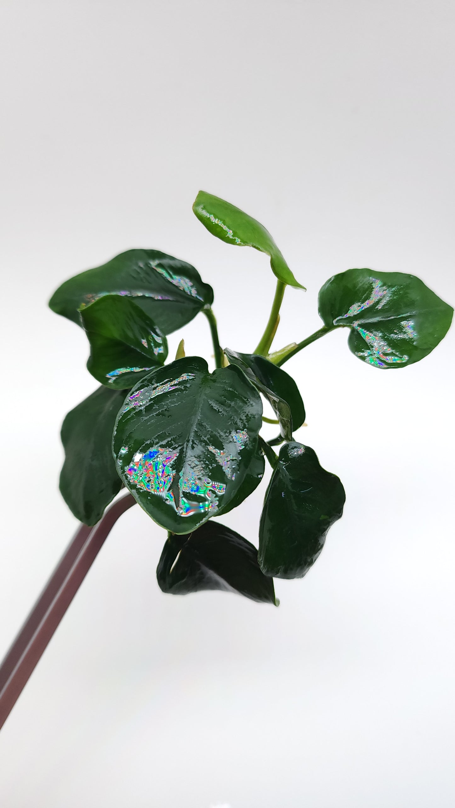 Anubias barteri var nana (fatty/thick leaf)