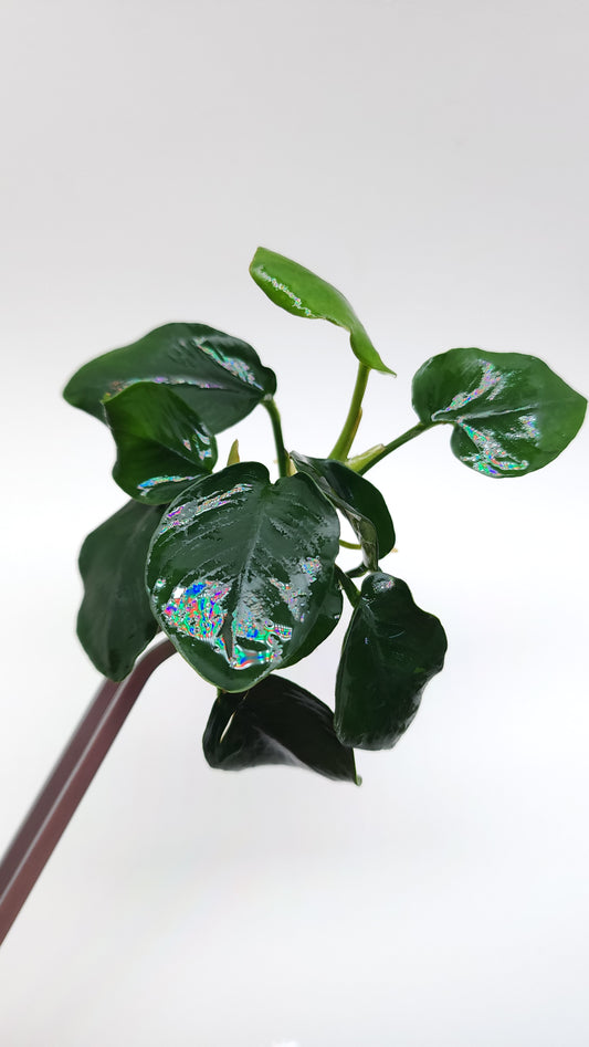 Anubias barteri var nana (fatty/thick leaf)