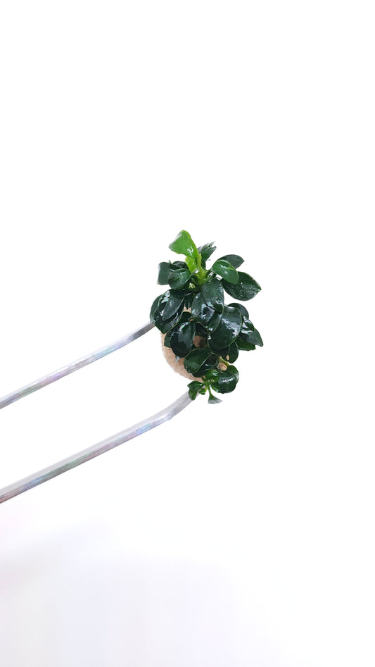 Anubias barteri var nana (petite nano)