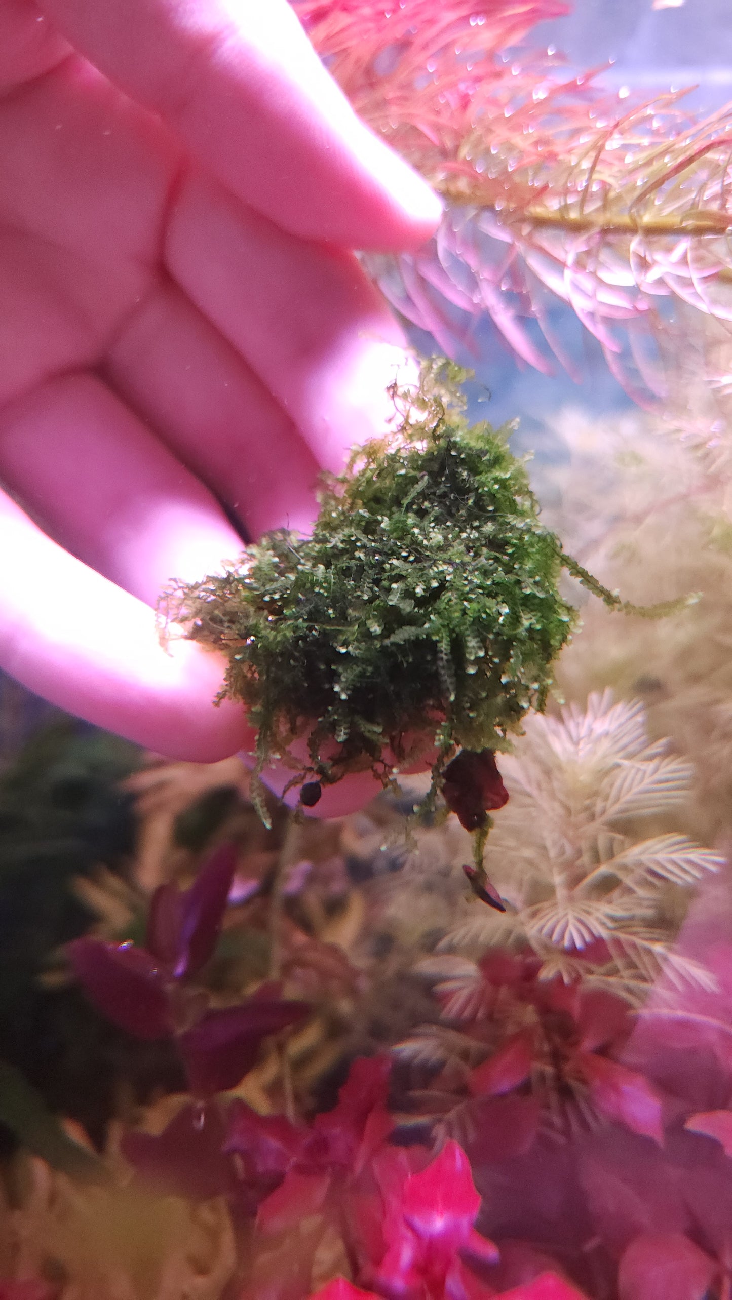 Mini Weeping Moss