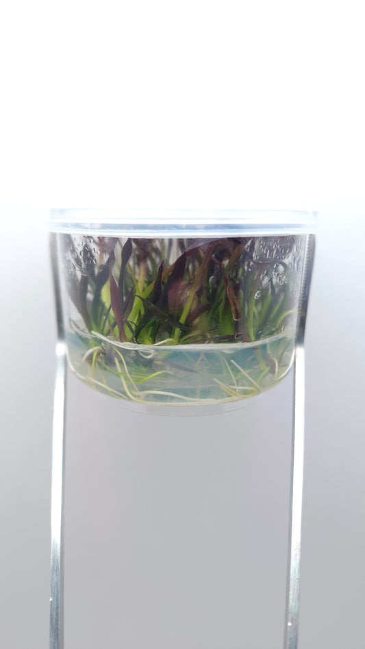 Echinodorus Aflame T/C CUP