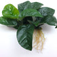 Anubias barteri Butterfly