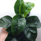 Anubias barteri Butterfly