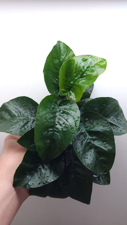 Anubias barteri Butterfly