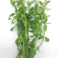 Bacopa Monnieri variegatus