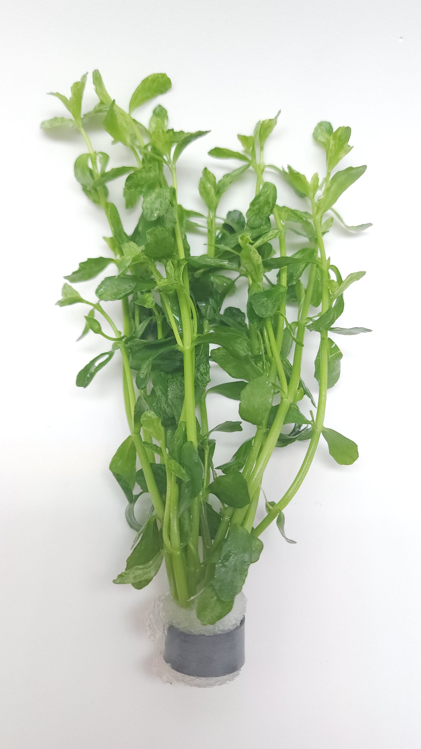 Bacopa Monnieri variegatus