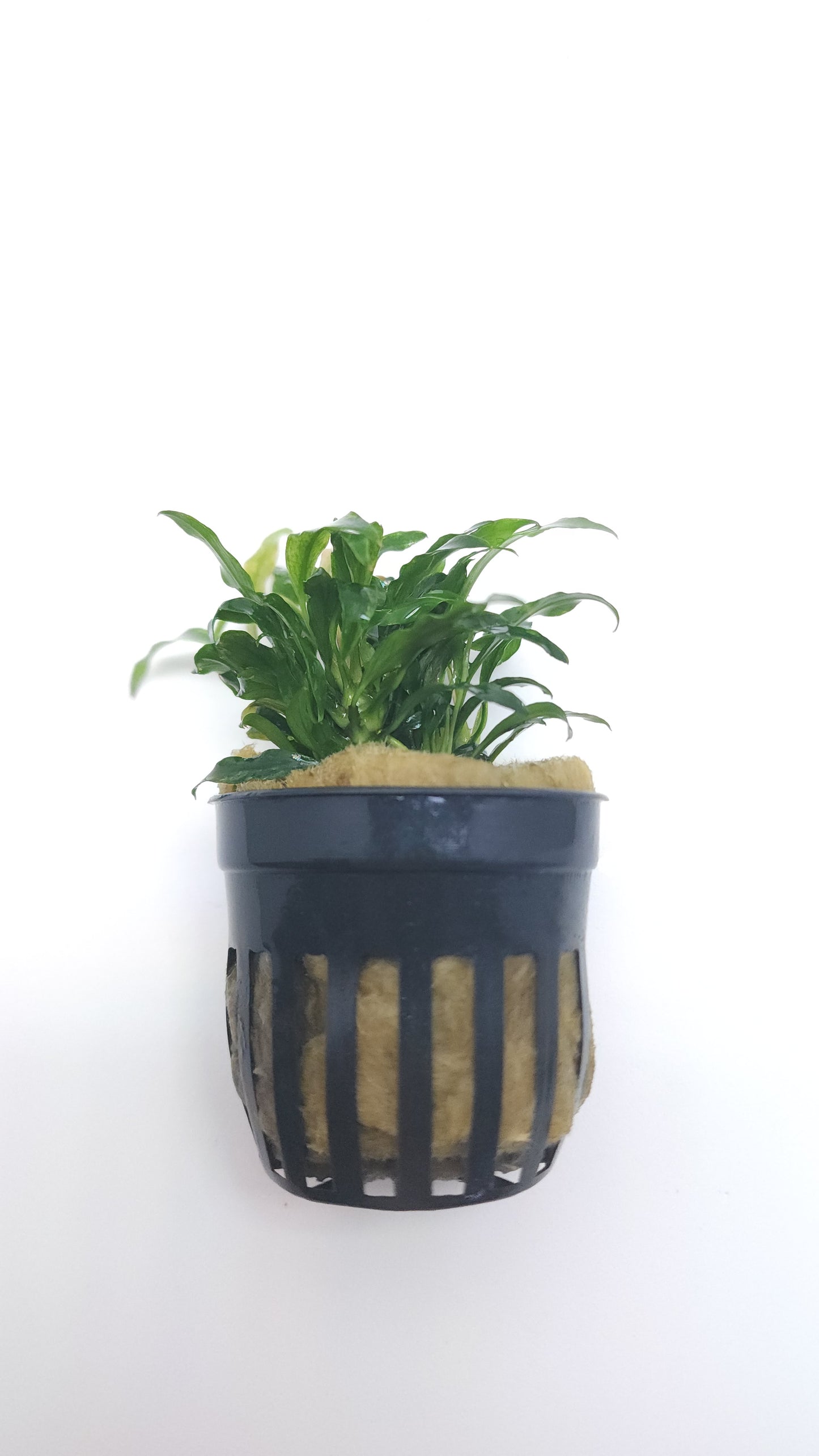 Anubias barteri var glabra minima (dragon claw)