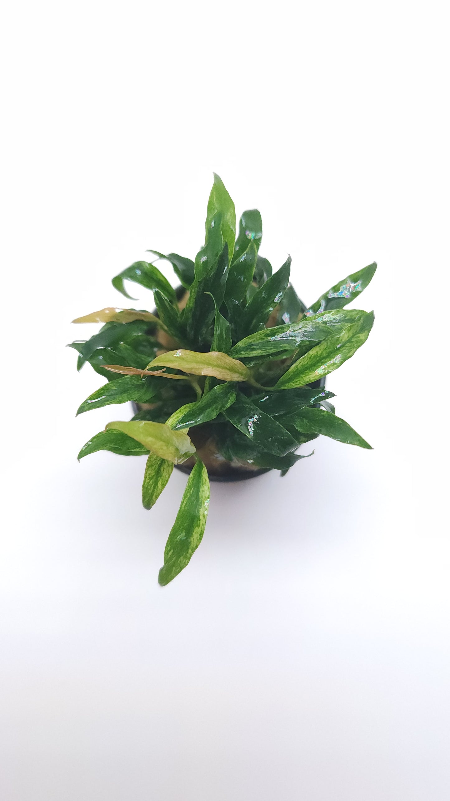 Anubias barteri var glabra minima (dragon claw)