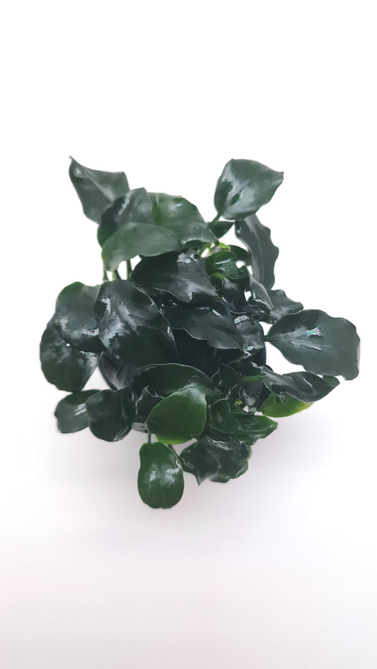 Anubias Barteri Dark angel