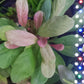Samolus parviflorus red