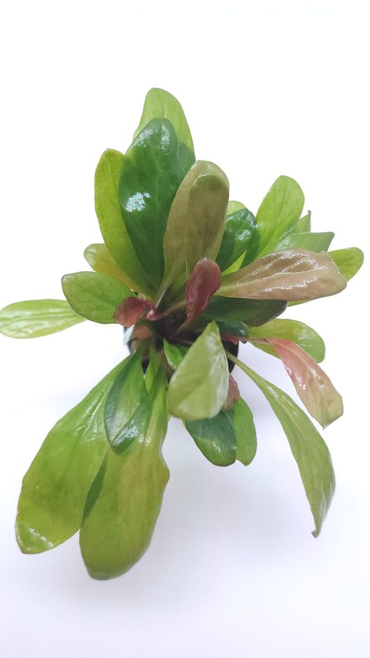 Samolus parviflorus red