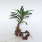 BUCEPHALANDRA SP. BELINDAE "AKA CROCODILE OR ROSEMARY'