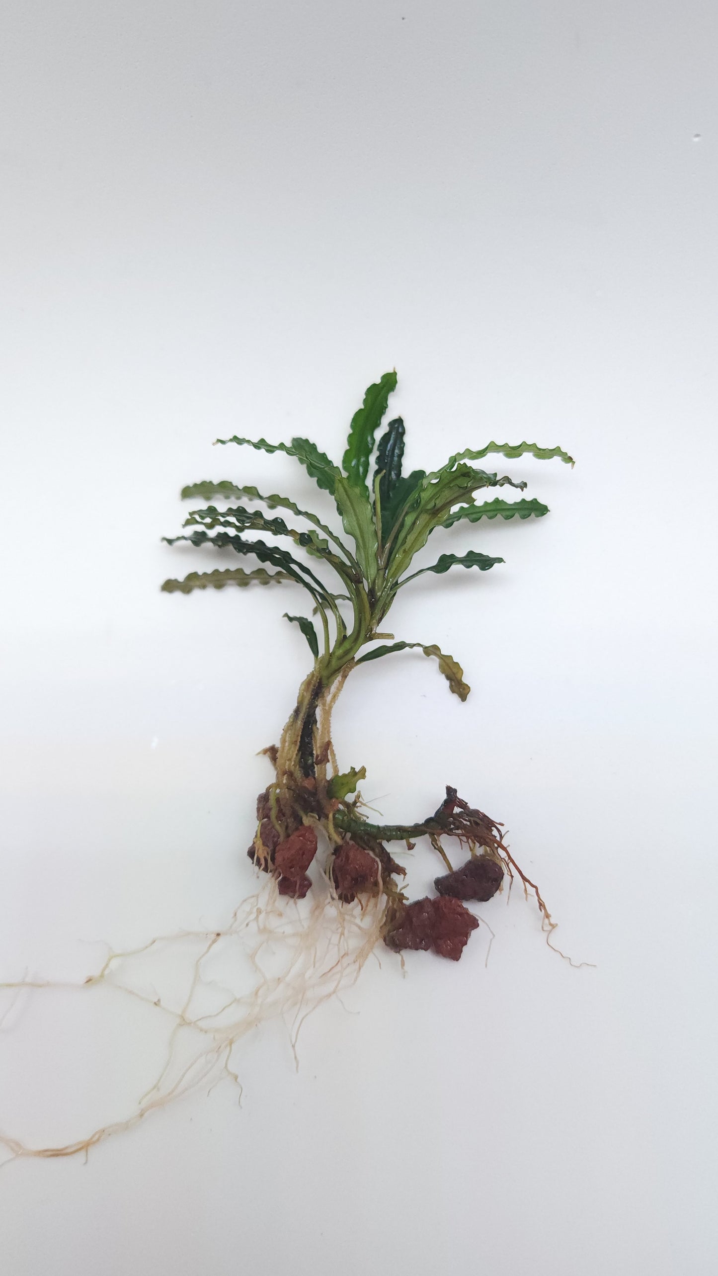 BUCEPHALANDRA SP. BELINDAE "AKA CROCODILE OR ROSEMARY'