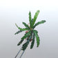 BUCEPHALANDRA SP. BELINDAE "AKA CROCODILE OR ROSEMARY'