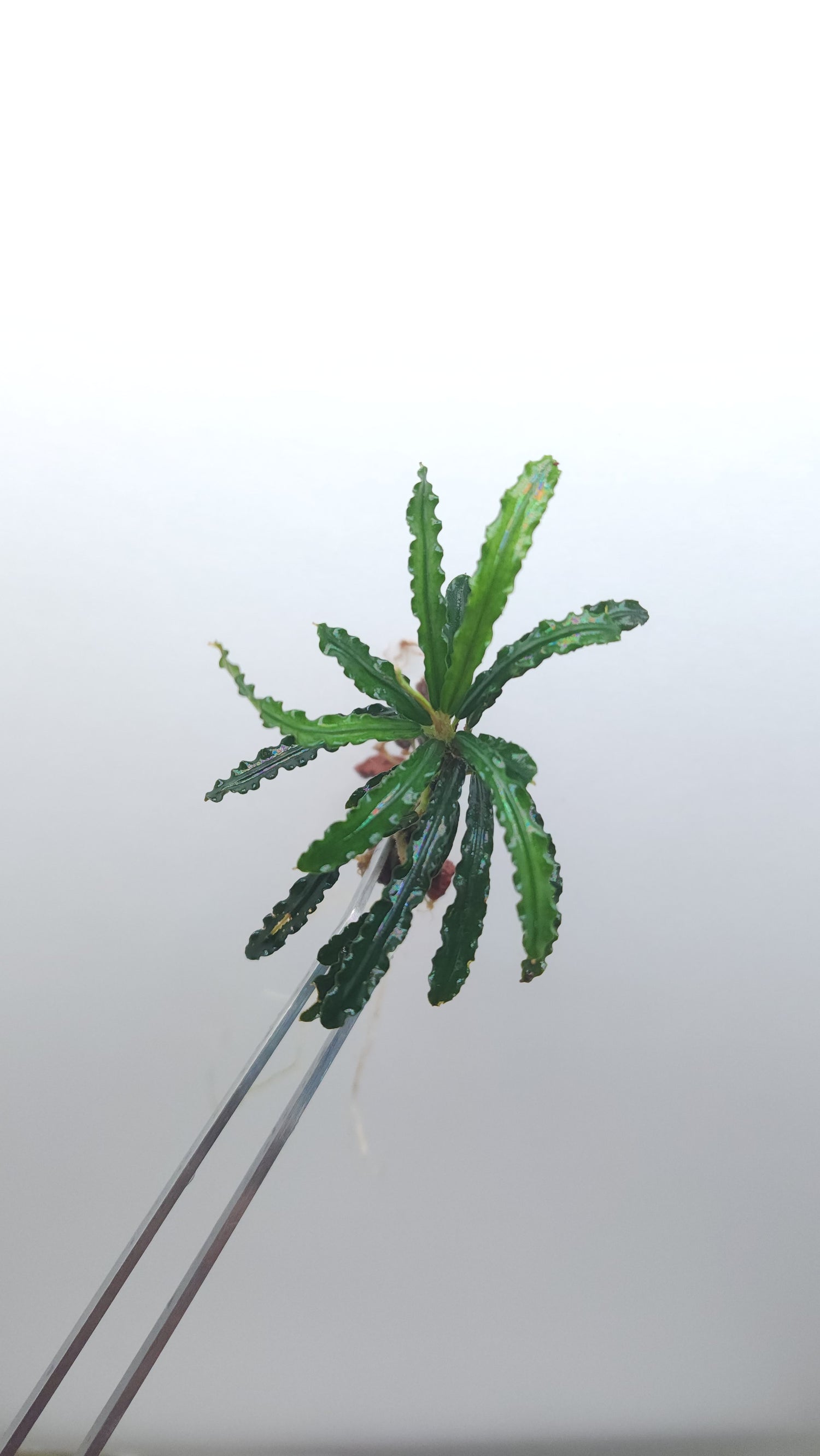 BUCEPHALANDRA