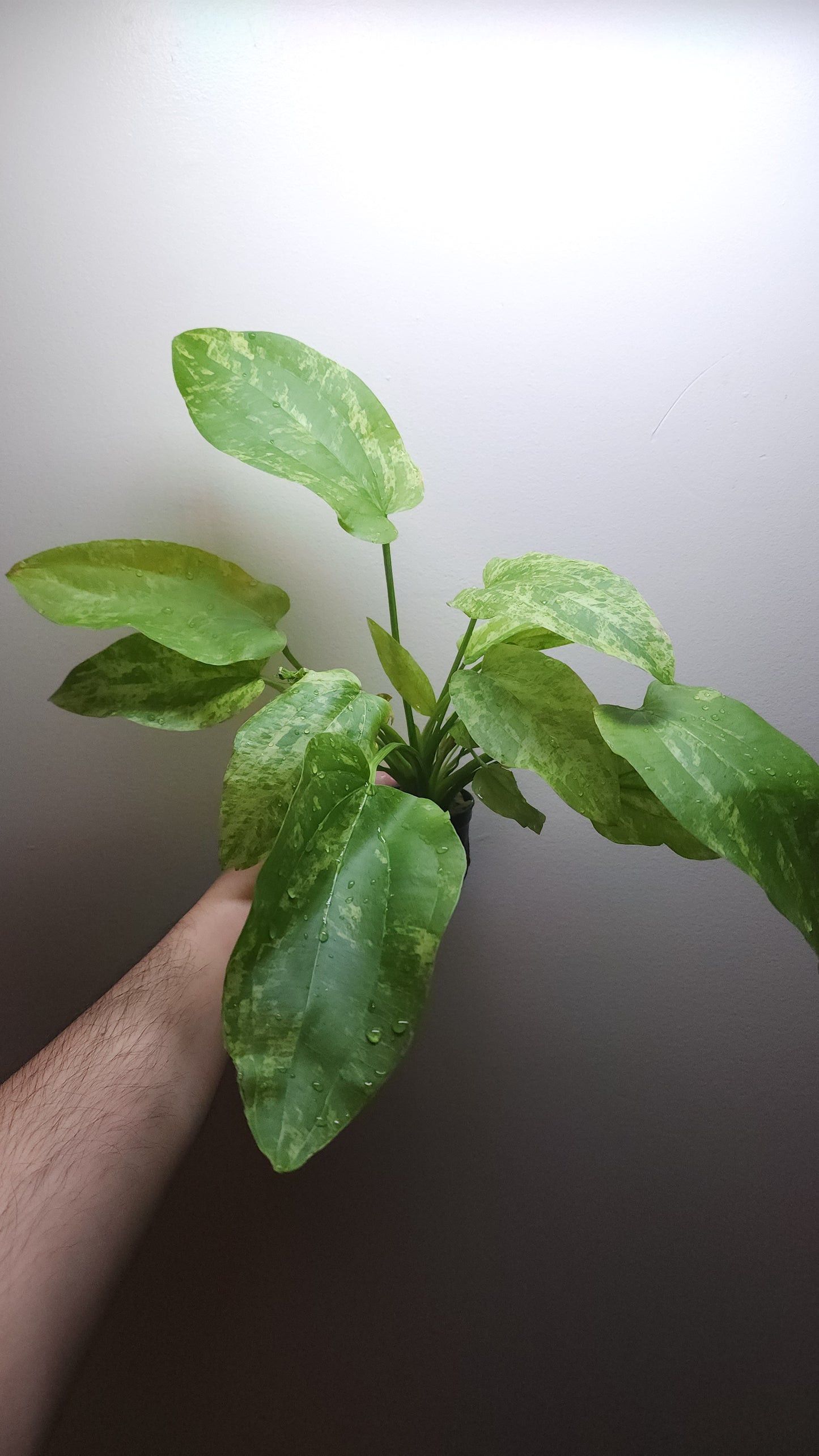 Echinodorus Marble Queen