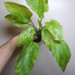 Echinodorus Marble Queen