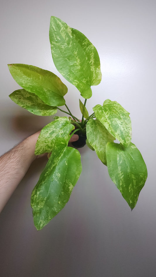 Echinodorus Marble Queen