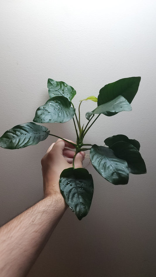Anubias barteri var nana Extra Large