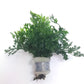 Bolbitis heteroclita (difformis)