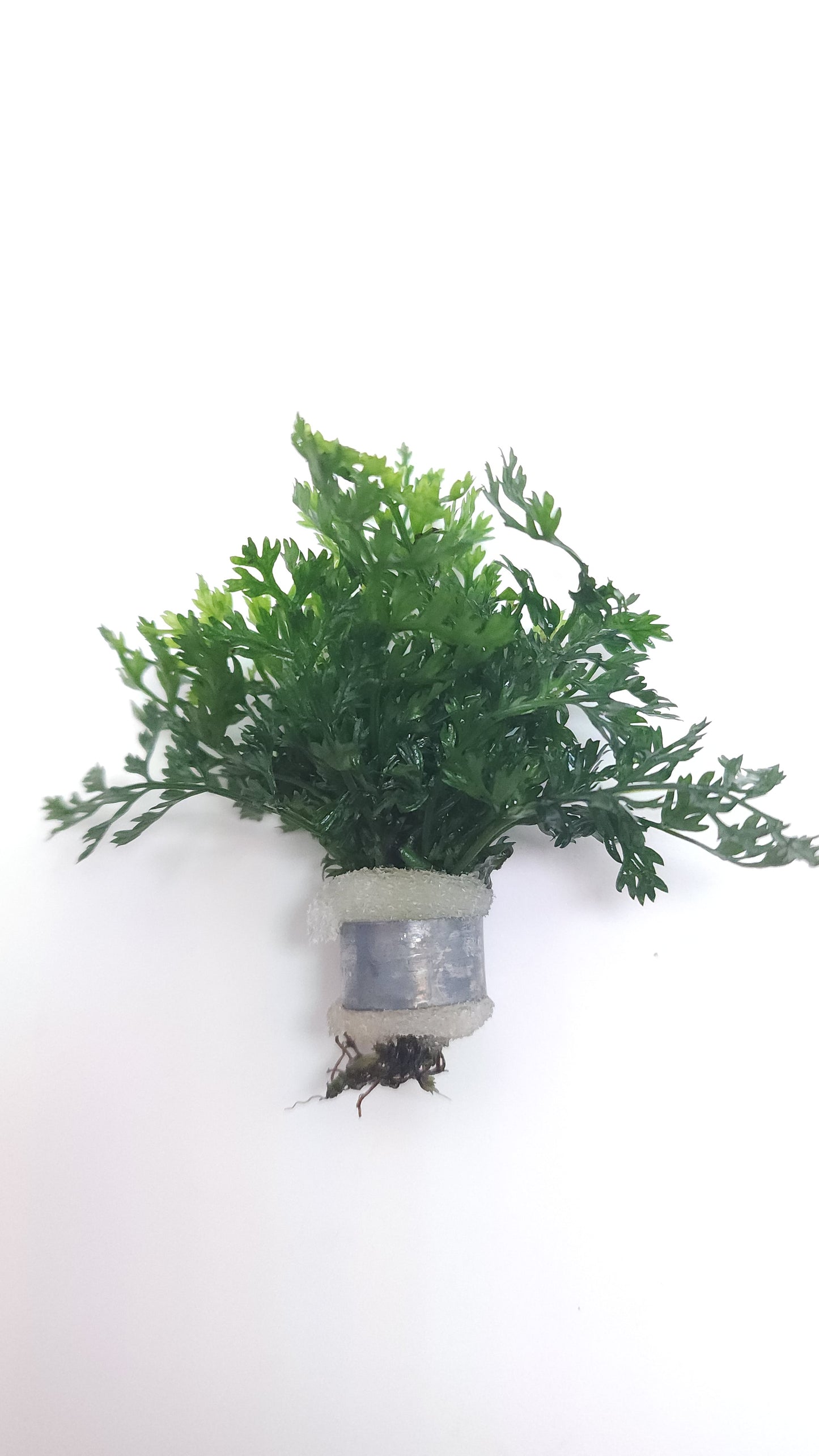 Bolbitis heteroclita (difformis)