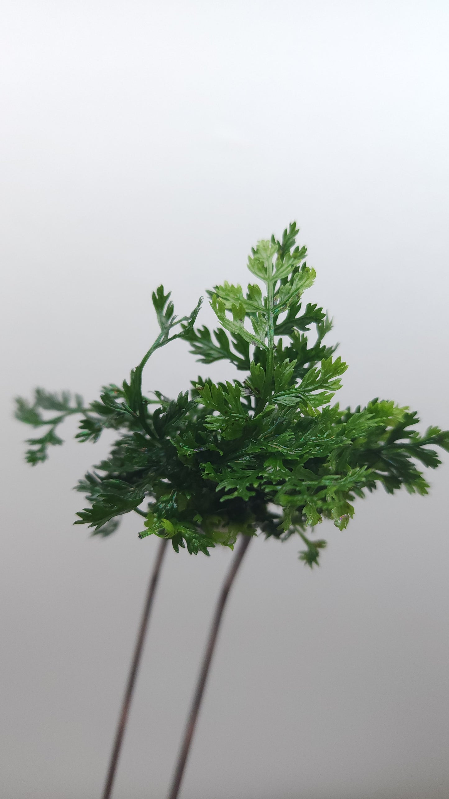 Bolbitis heteroclita (difformis)