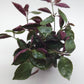 Hemigraphis species mini