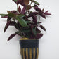 Hemigraphis species mini