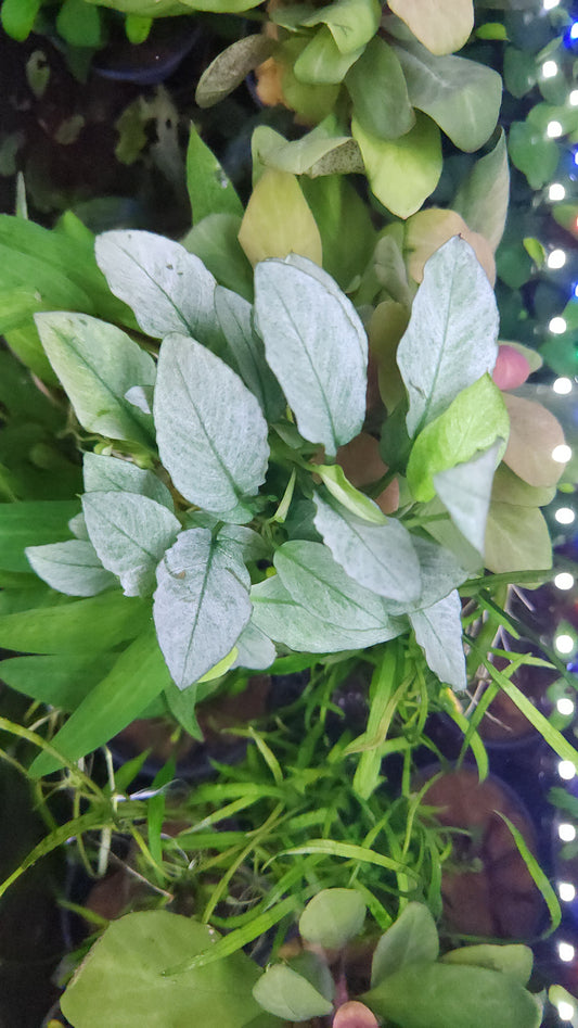 Anubias barteri var. nana (Jade)
