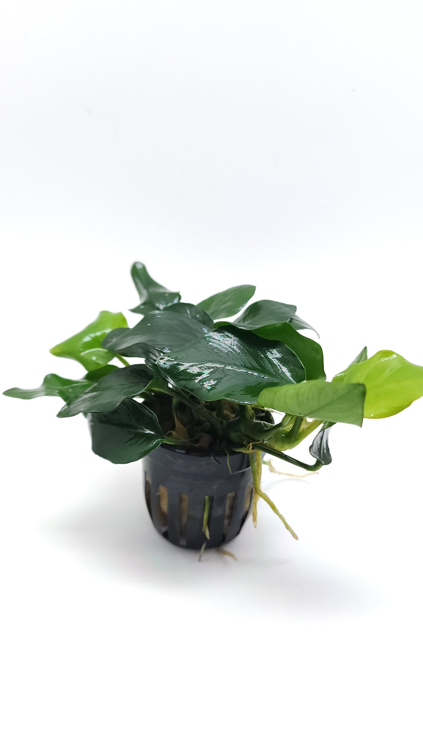 Anubias barteri var nana (fatty/thick leaf)