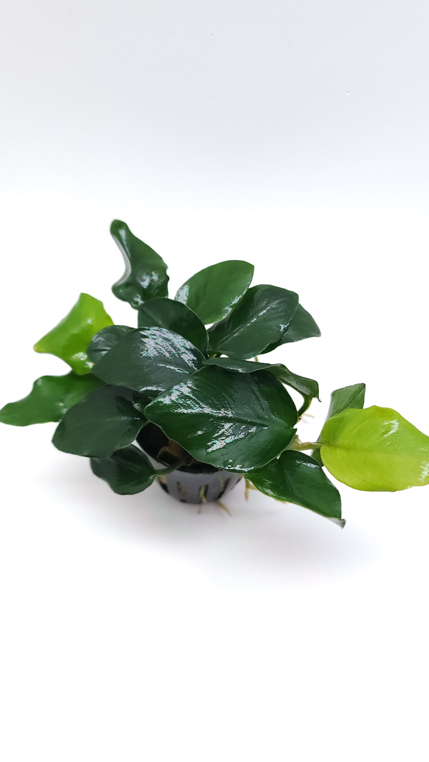 Anubias barteri var nana (fatty/thick leaf)