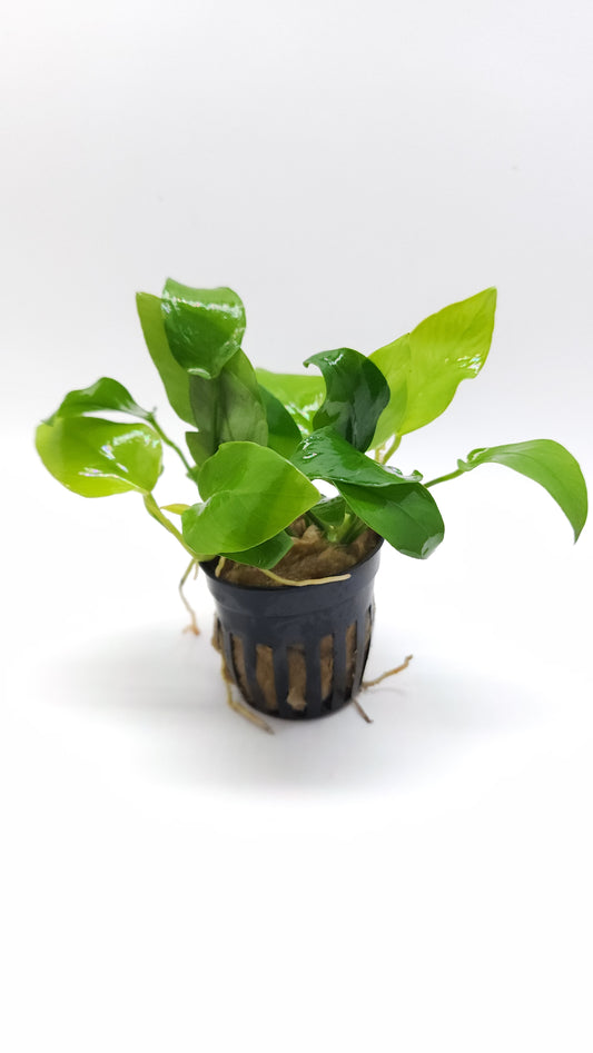 Anubias barteri var Nana (Golden)