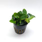 Anubias Stardust giant