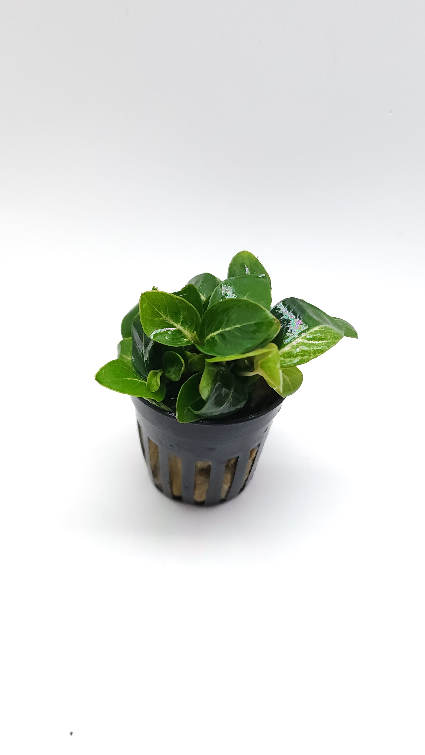 Anubias Stardust giant