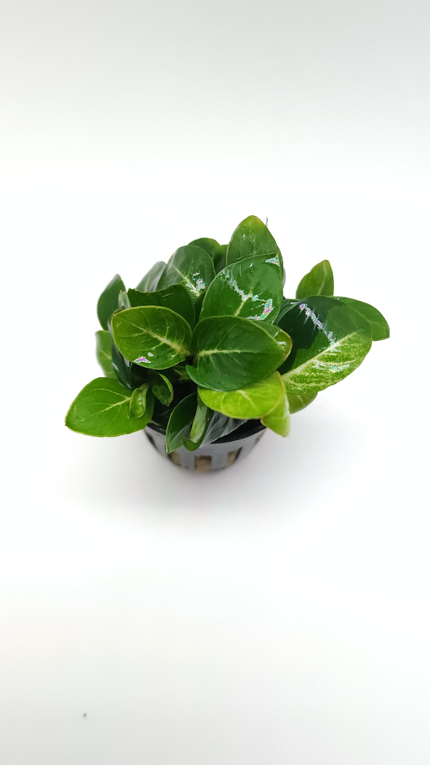 Anubias Stardust giant