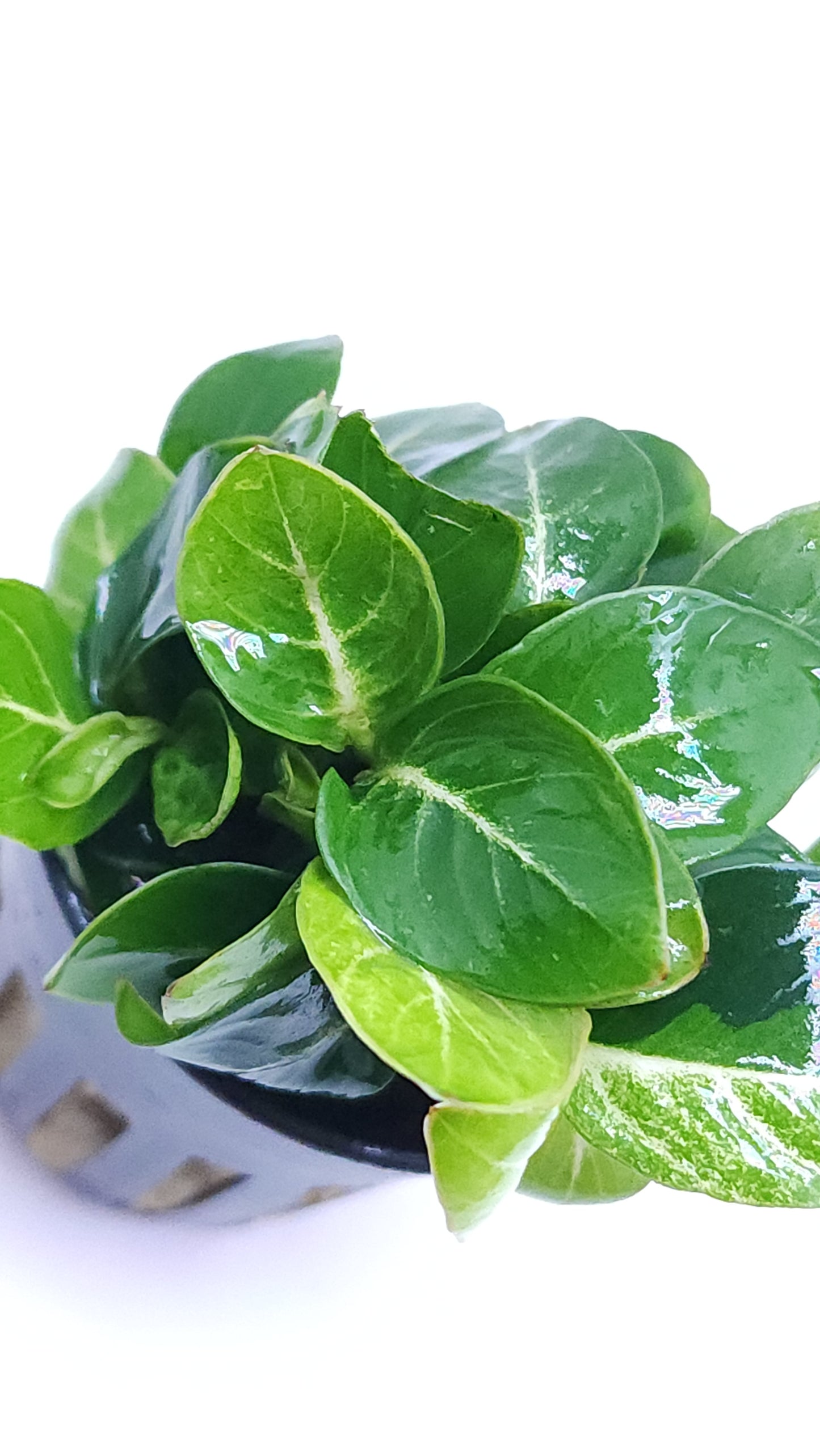 Anubias Stardust giant